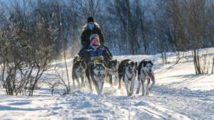 Read more about the article Dog Sledding in Alaska: The Last Frontier’s Greatest Adventure